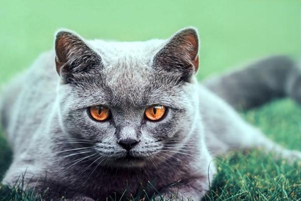猫咪眼睛常见疾病及护理