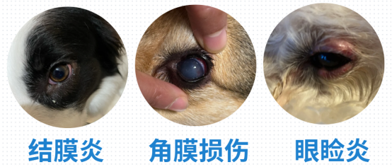 狗狗淚痕怎麼去除