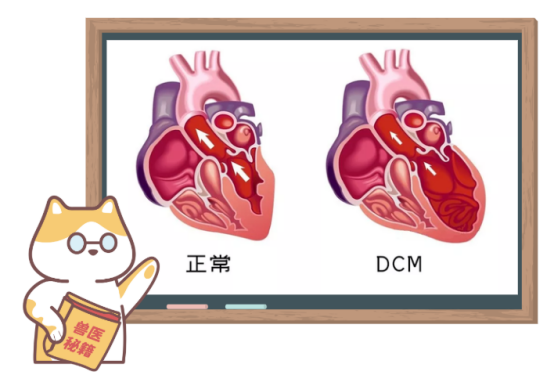 狗狗心脏扩张