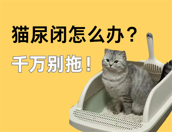 猫尿闭怎么办？