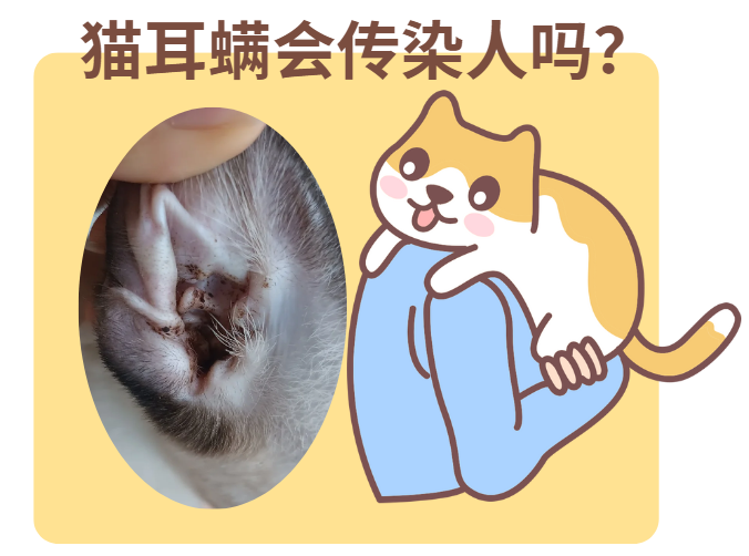 震惊！猫耳螨会爬到人身上？