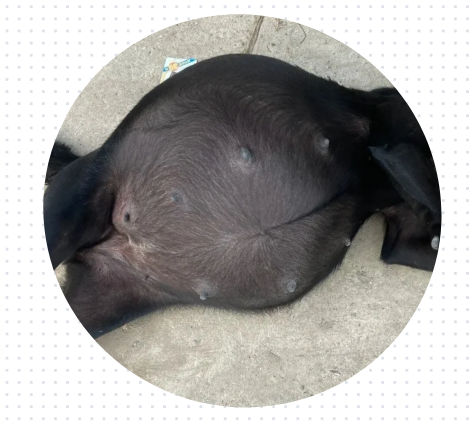 狗狗腹水