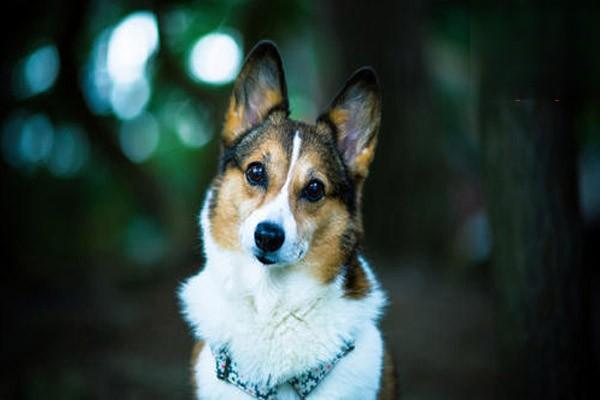 狗狗食欲不振还呕吐是怎么回事