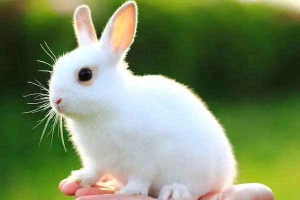 兔子几岁算是老年兔？