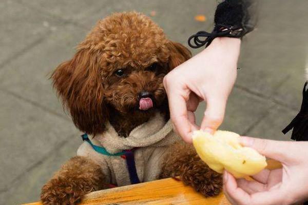 泰迪犬可以吃芒果嗎2.jpg