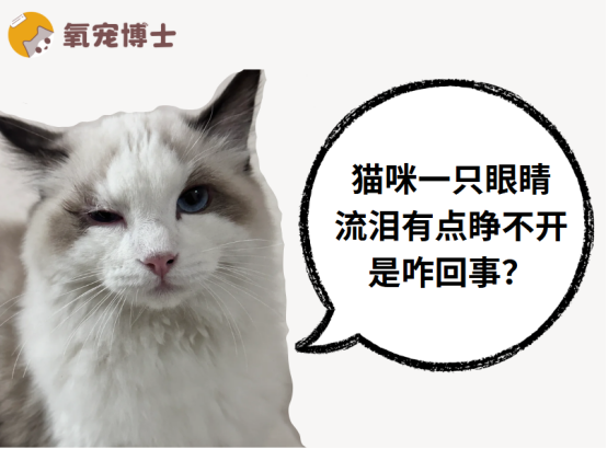 紧急！猫咪一只眼睛流泪有点睁不开是咋回事？