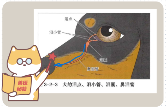 博美犬淚痕嚴重怎麼去除？