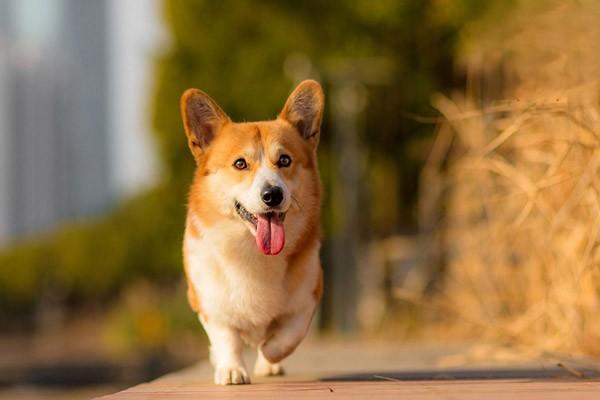 犬猫叶酸缺乏症治疗方案