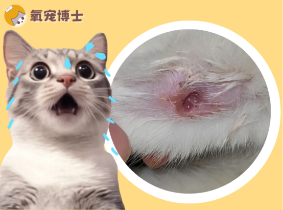 貓身上爛了洞還流膿用什麼藥？一文教你科學應對