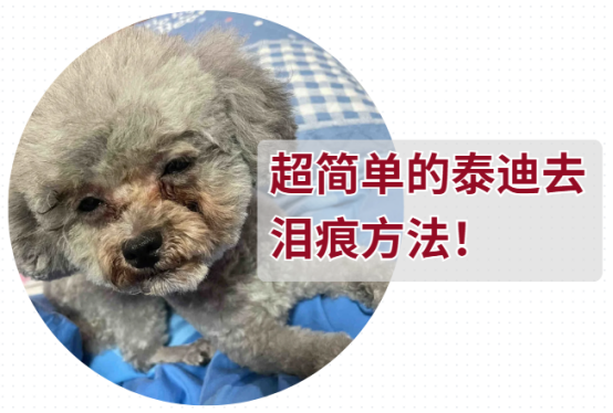 超簡單的泰迪去淚痕方法