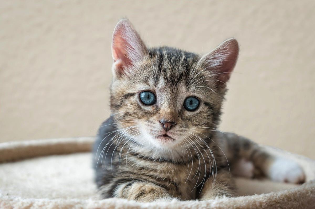 小猫不吃不喝怎么办？核心原因与科学应对全指南