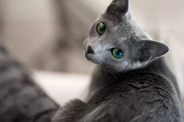 为什么猫咪经常腹泻？