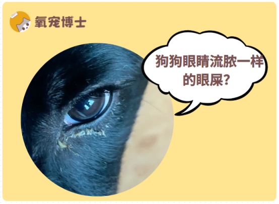注意！狗狗眼睛流脓一样的眼屎可能是这些疾病所致！