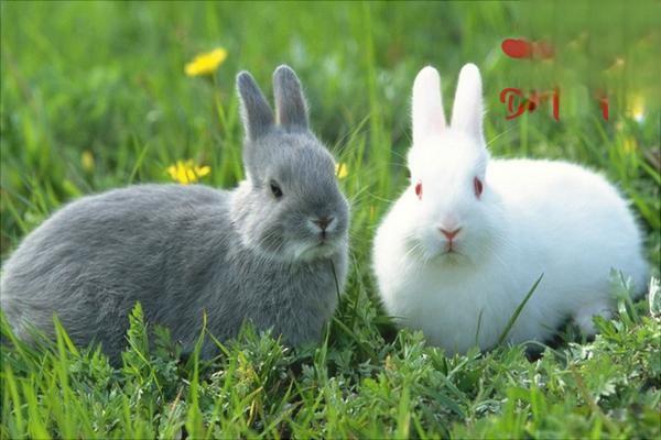 兔子发烧的症状有哪些？怎么确定兔子是否发烧？