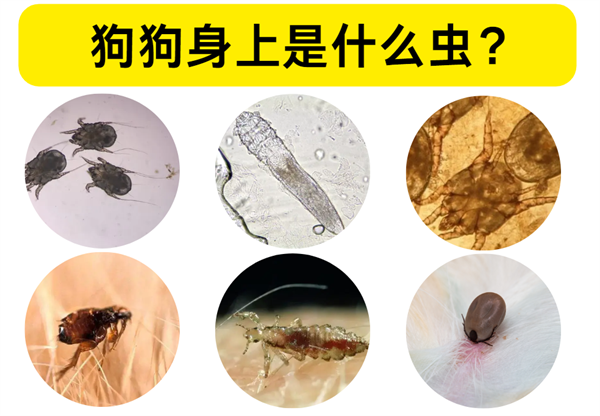 狗狗驱虫必看！带你识别6种狗狗体外寄生虫