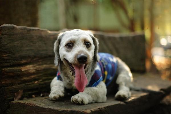 边境牧羊犬怎么训练？边境牧羊犬训练教程