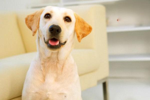 狗狗急性肠胃炎的表现有哪些？