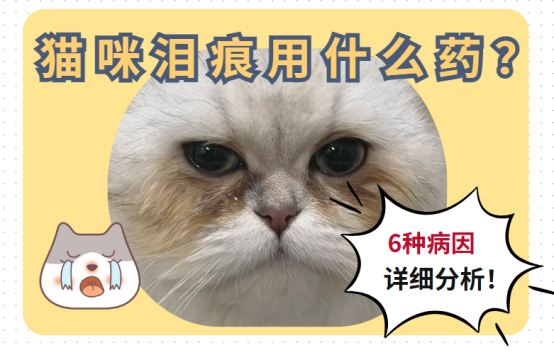 猫有泪痕怎么解决？别急，氧宠博士有办法！