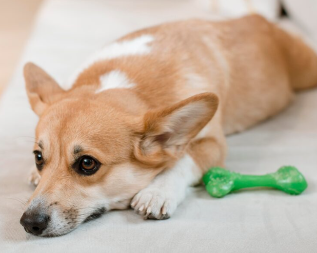 狗狗牙龈发白怎么办？