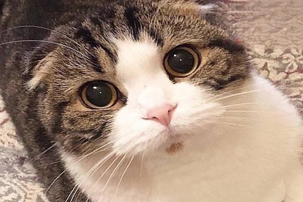 宠物猫领养 在哪可以领养猫咪