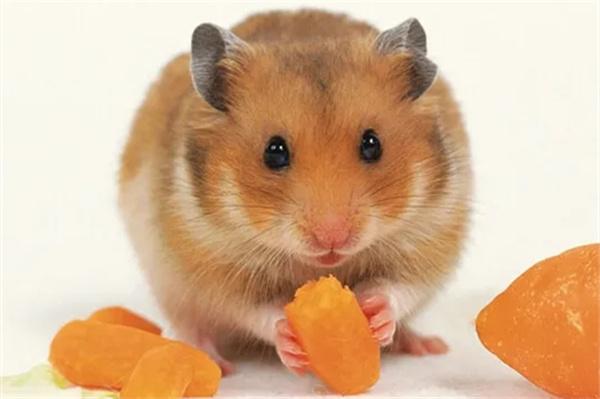 仓鼠能吃橘子吗？