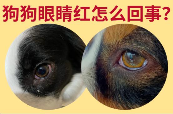 当心！狗狗眼睛红预示着这些健康问题！