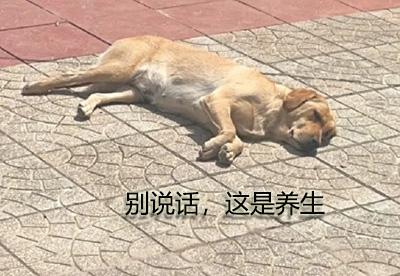 狗狗皮炎反反複複，可能是治療有誤！