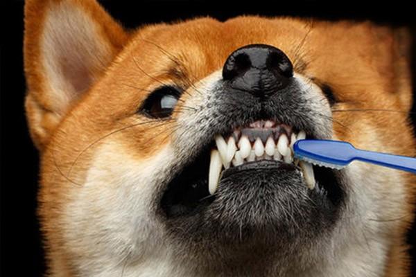 狗牙齿护理，狗子们的牙齿你了解吗