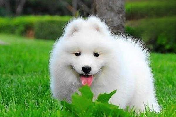 狗狗挑食不吃东西怎么办都好几天了