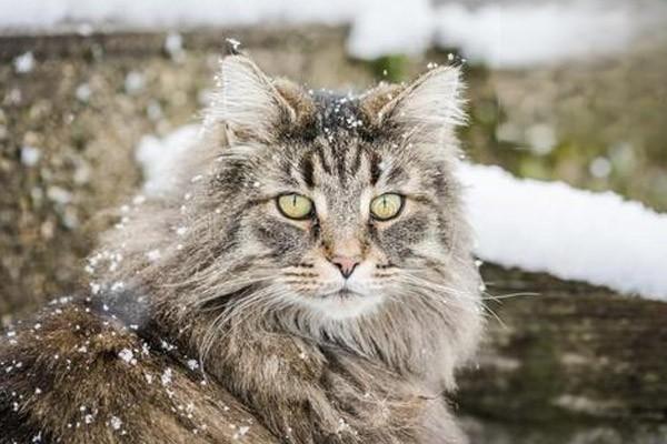 猫咪能吃的水果和不能吃有哪些