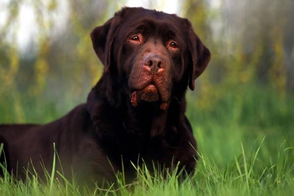 羅威納犬性格特點