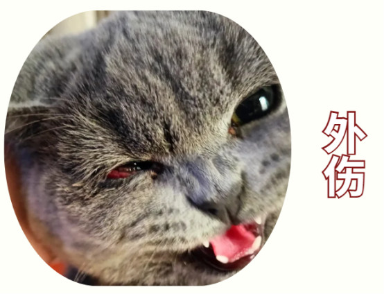 猫咪眼睛流红色分泌物