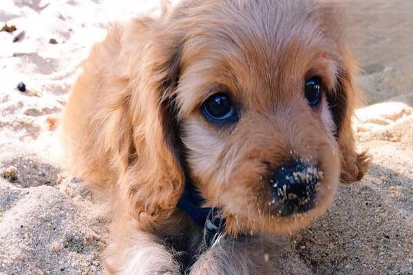 狗狗懷孕幾天能洗澡？