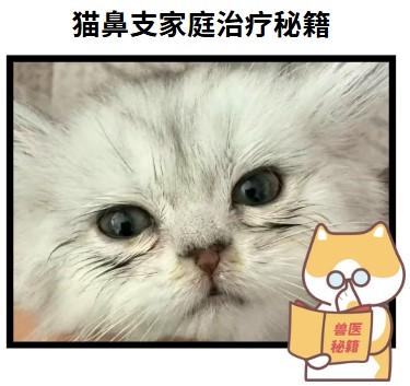 告別貓鼻支煩惱，家庭治療秘籍大公開！