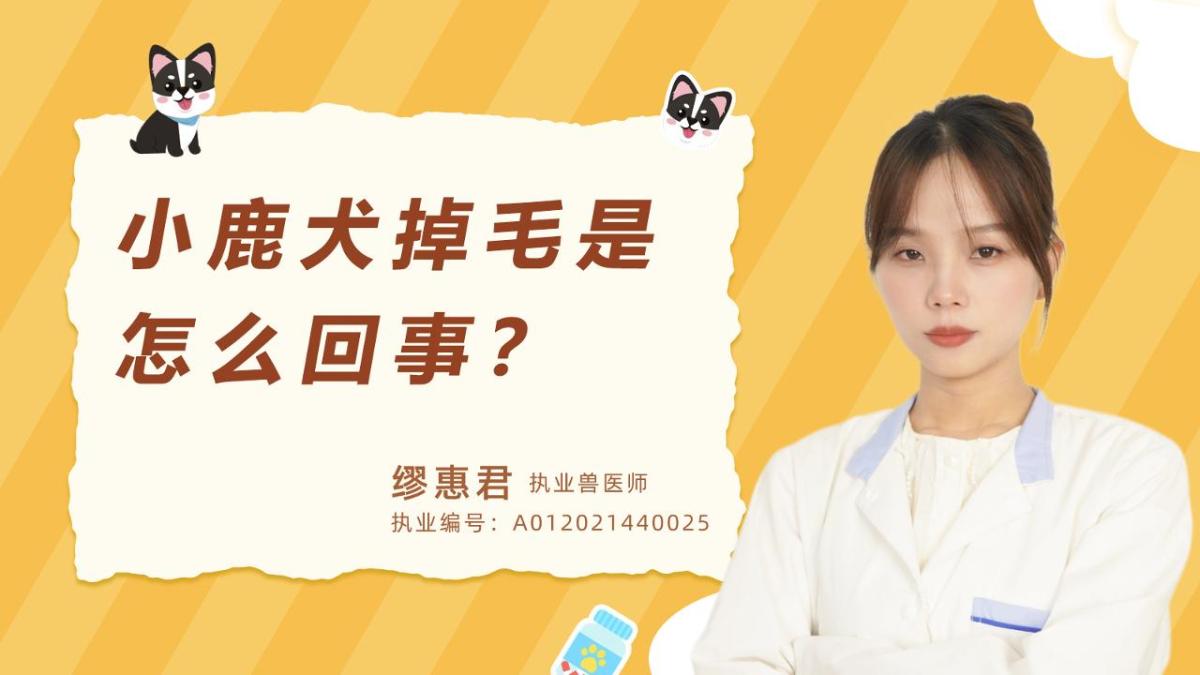 小鹿犬掉毛是怎么回事？