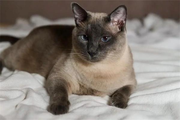 猫咪散养的优缺点