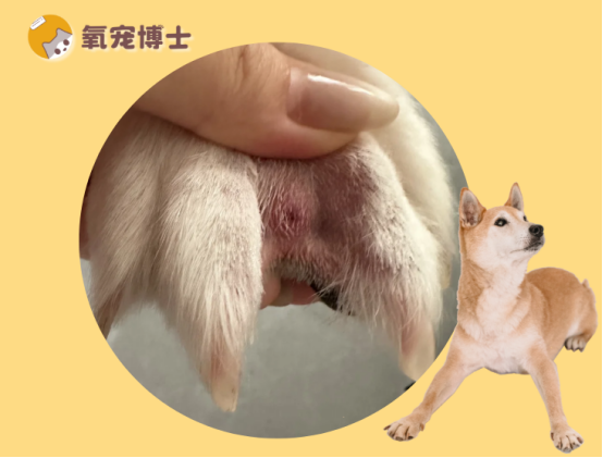 狗狗趾间炎的治疗方法