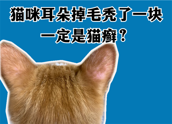 猫耳朵掉毛秃了一块一定是癣吗？错了错了！