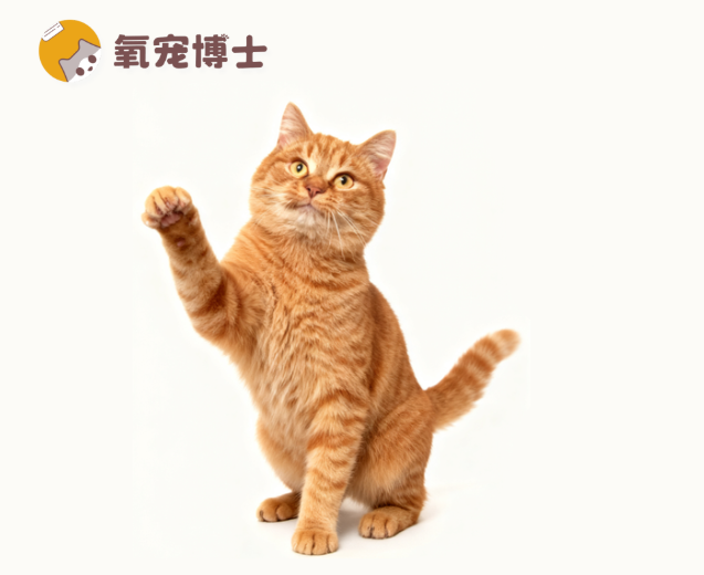 為什麼你一回家貓就去磨爪子？