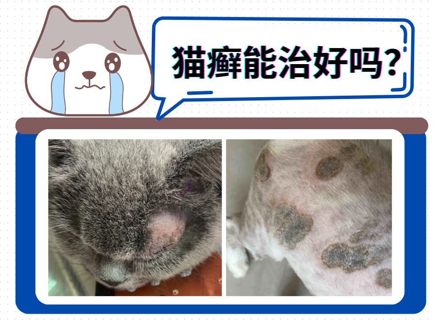 猫长了猫癣能治好吗？