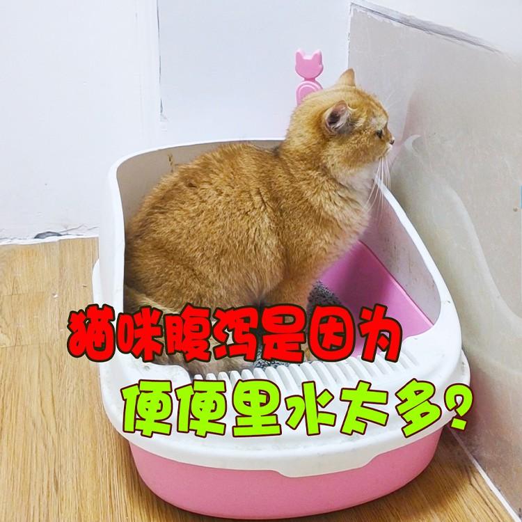 貓咪腹瀉是因為便便裏水太多？