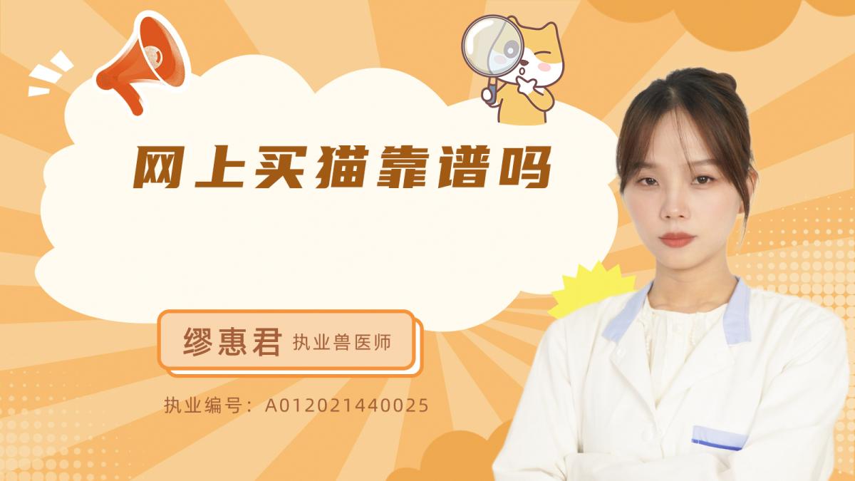 网上买猫靠谱吗？