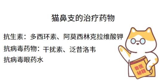 擔心貓鼻支的治療費用太高？一文教你不踩坑！