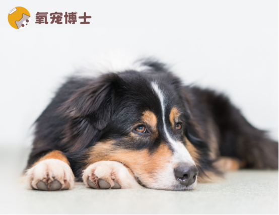 狗狗拉稀便血可能是大??！教你1分鐘區(qū)分病因