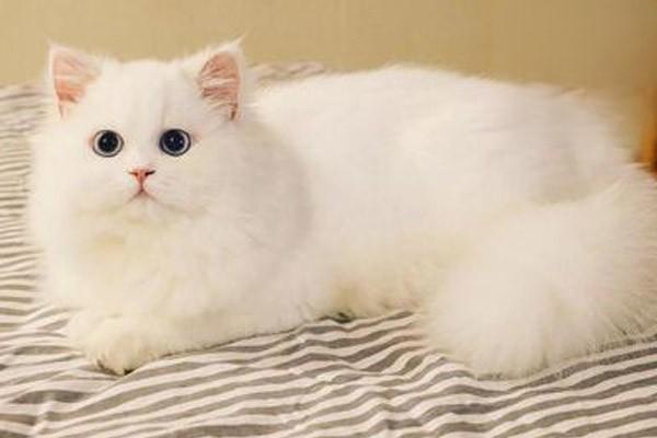 猫咪便便中带血了怎么回事
