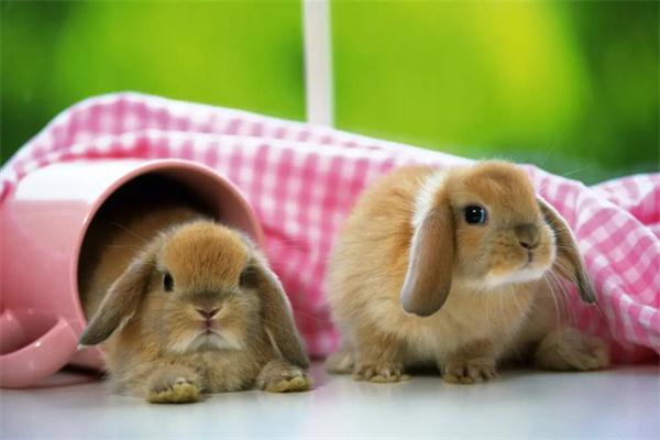 兔子认主有哪些表现？