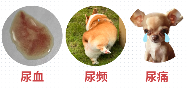狗狗突然在家亂尿的原因