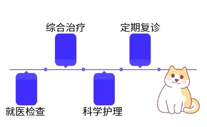 猫鼻支不再困扰：轻松掌握治愈妙招！