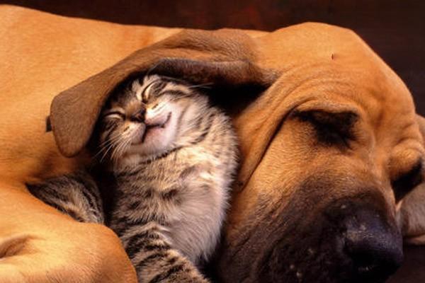 犬貓雄性激素過多症