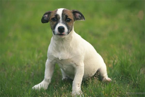 狗狗打狂犬疫苗常见的副作用有哪些？